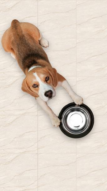 4 Reasons Why Scratch-Free Tiles Are Suitable Flooring for Pets At Home