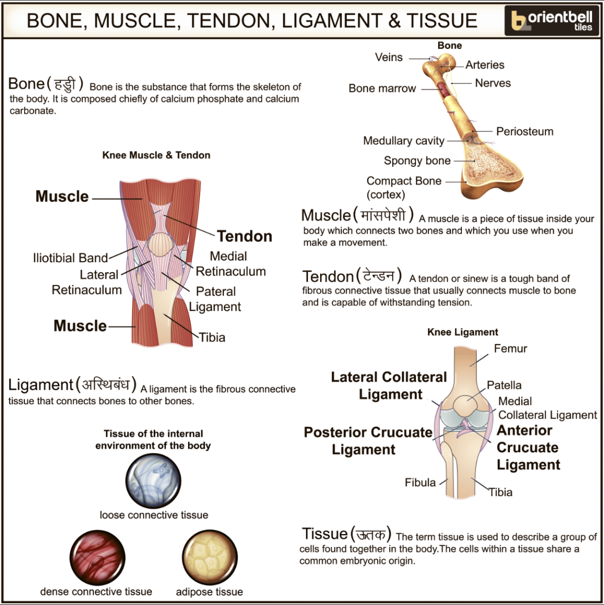 Bone,Muscle,Tendon, Ligament & Tissue