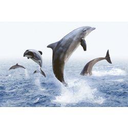 ODH Hectors Dolphin HL 1 