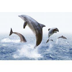 ODH Hectors Dolphin HL 2 