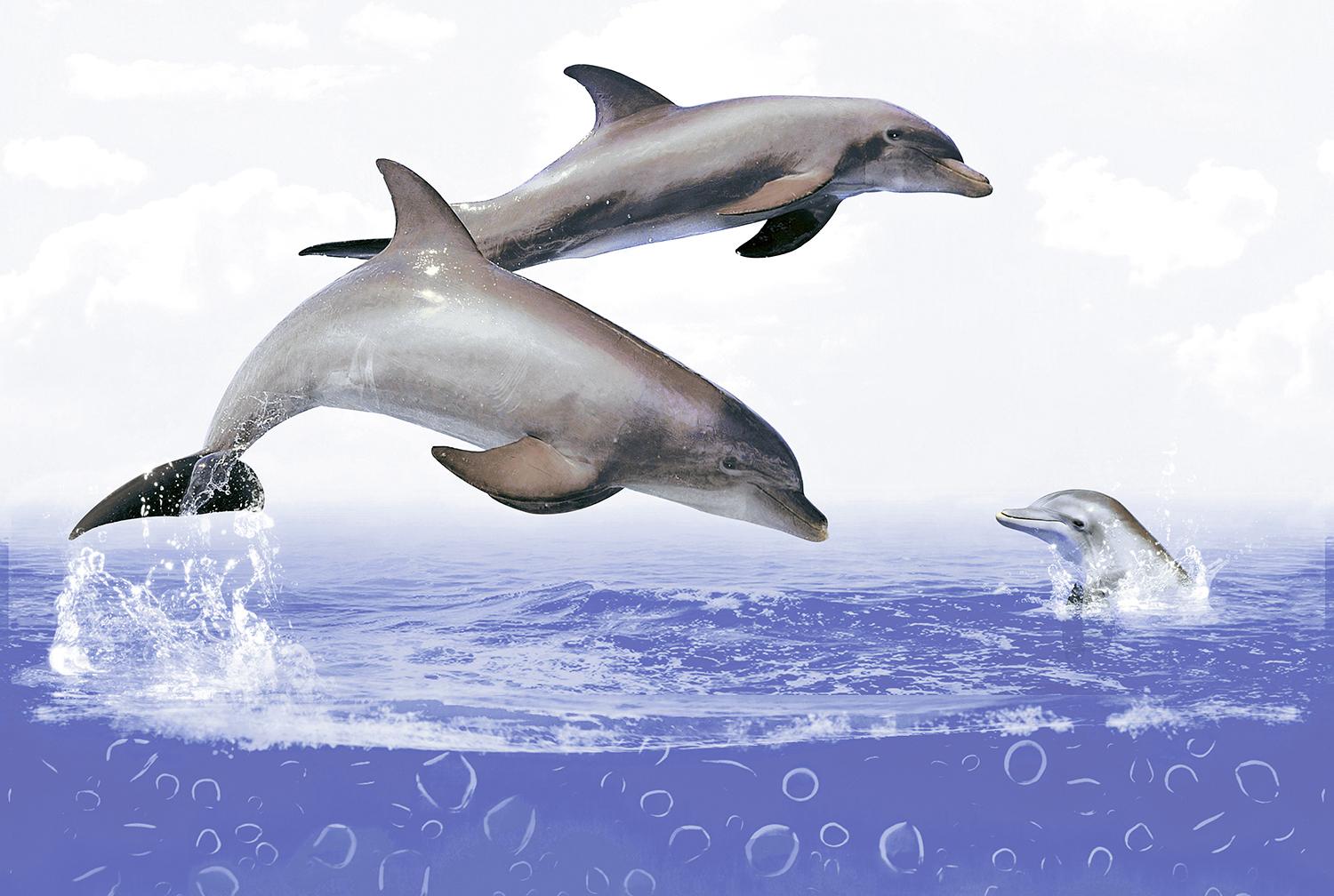 HWH Sea Dolphin HL